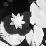 Sacred Circle Donation, $20