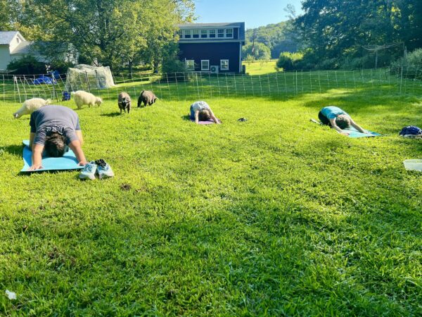 Goat Yoga! - Image 5