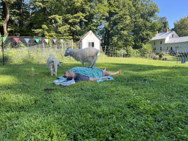 Goat Yoga! - Image 4