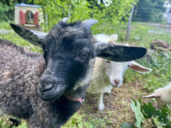 Goat Yoga! - Image 2