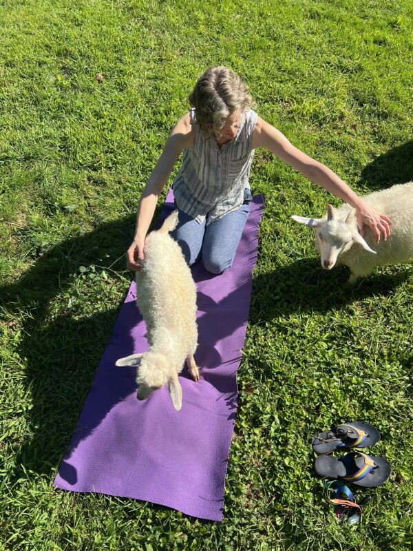 Goat Yoga! - Image 6