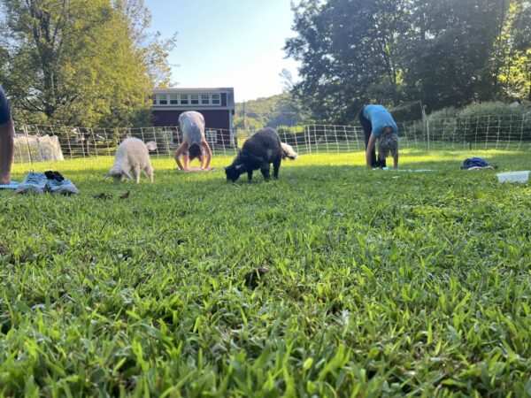 Goat Yoga! - Image 7