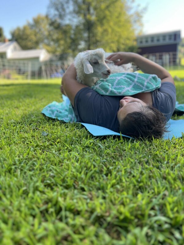 Goat Yoga! - Image 8
