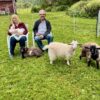 Fiber Animal Experience