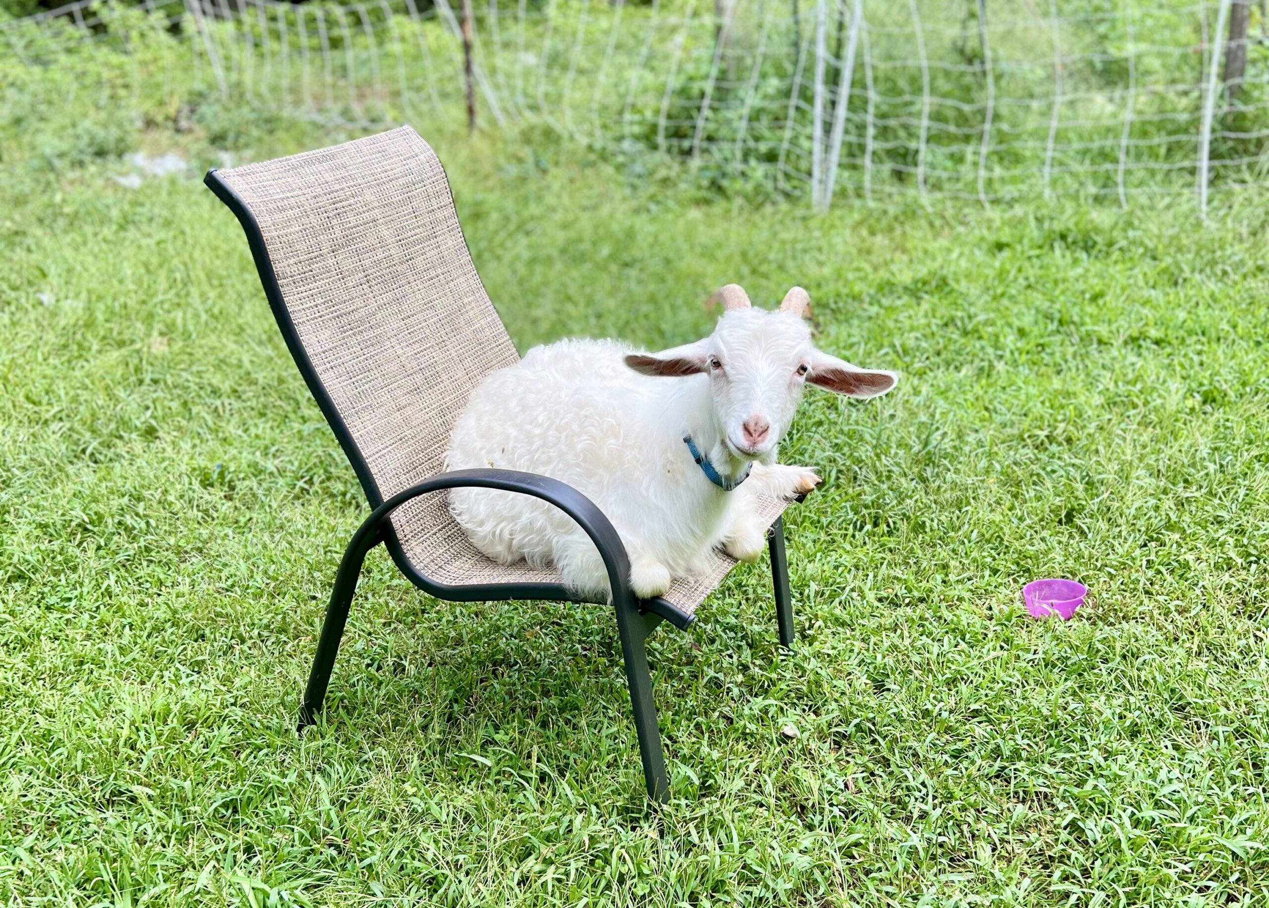 Fiber Animal Experience - Image 9