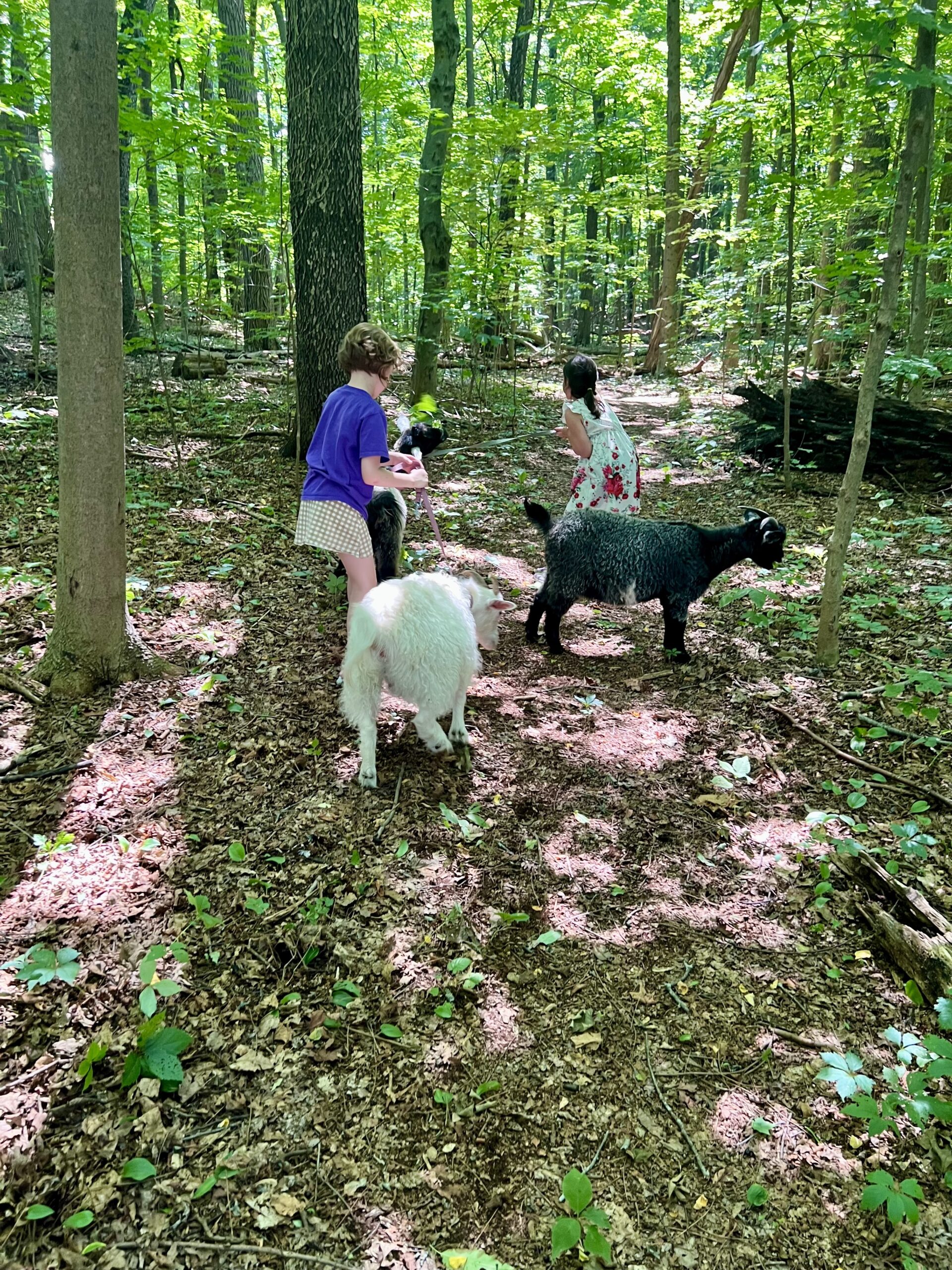 Fiber Animal Experience - Image 8